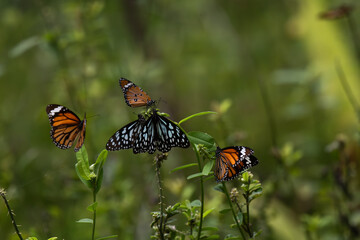 A vibrant of Danaid butterflies, including the striking blue tiger butterfly and plain tiger butterflies, perched gracefully on green leaves and following branches.