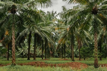 A panoramic shot of a vast palm oil plantation with palm trees of varying heights