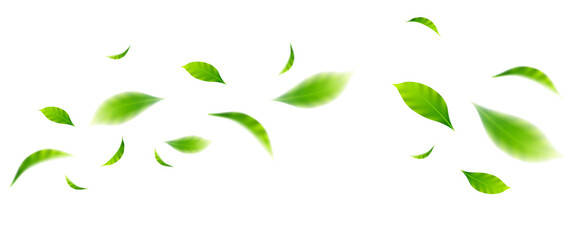 flying leaves on white background for design elements