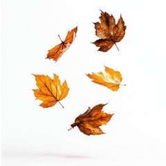 Autumn leaves leaf background floating.