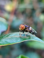 Flies, flying insects with red eyes and thin wings, land on green leaves. This type is often seen flying in kitchens and trash cans, with blurred natural backgrounds.	
