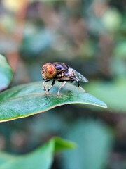 Flies, flying insects with red eyes and thin wings, land on green leaves. This type is often seen flying in kitchens and trash cans, with blurred natural backgrounds.	
