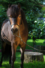 portrait of beautiful cute dark bay  pony  posing in garden. summer evening