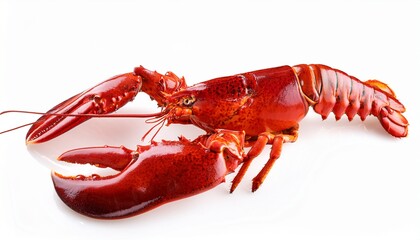 premium whole cornish lobster isolated with claws displayed for national fried clam day summer seafood celebrations and labor day marketing campaigns