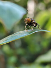 Flies, flying insects with red eyes and thin wings, land on green leaves. This type is often seen flying in kitchens and trash cans, with blurred natural backgrounds.	
