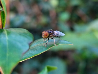Flies, flying insects with red eyes and thin wings, land on green leaves. This type is often seen flying in kitchens and trash cans, with blurred natural backgrounds.	
