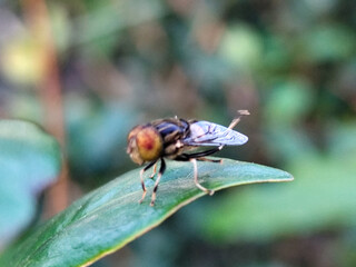 Flies, flying insects with red eyes and thin wings, land on green leaves. This type is often seen flying in kitchens and trash cans, with blurred natural backgrounds.	
