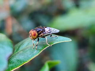 Flies, flying insects with red eyes and thin wings, land on green leaves. This type is often seen flying in kitchens and trash cans, with blurred natural backgrounds.	
