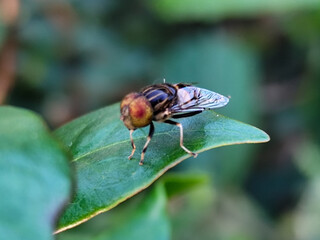 Flies, flying insects with red eyes and thin wings, land on green leaves. This type is often seen flying in kitchens and trash cans, with blurred natural backgrounds.	

