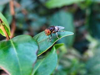 Flies, flying insects with red eyes and thin wings, land on green leaves. This type is often seen flying in kitchens and trash cans, with blurred natural backgrounds.	
