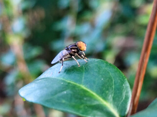 Flies, flying insects with red eyes and thin wings, land on green leaves. This type is often seen flying in kitchens and trash cans, with blurred natural backgrounds.	

