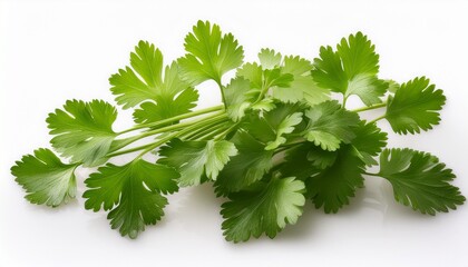 Fototapeta premium coriander plant isolated on white background