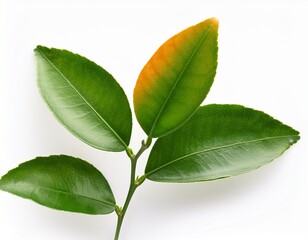 Obraz premium a sprig of orange leaves green lime leaf isolated on white background