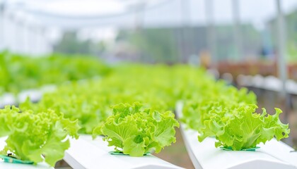 Hydroponic Lettuce Growing in a Greenhouse Environment