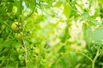 Green tomatoes growing in a greenhouse, close-up. Organic farming concept.