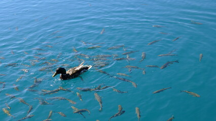 Fototapeta premium Duck Swimming Among Fish in the Blue Waters of Plitvice Lakes