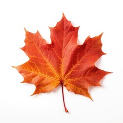 Naklejka premium Vibrant autumn maple leaf isolated