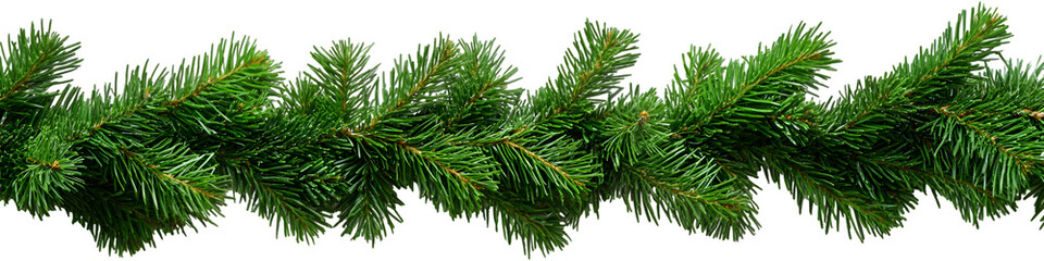 green grass isolated on white background