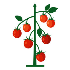 cherry tomatoes vector illustration