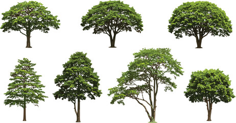 Collection of Realistic Trees with Green Leaves, Isolated Tree Illustrations for Park, Forest, Garden, Landscape Design, Vector Art