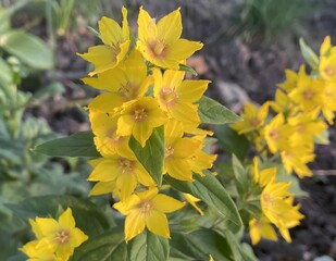 Yellow flowers blooming on thin stems. They are like little suns, giving light and warmth. They remind us of the beauty of nature, which knows how to surprise us with its colors