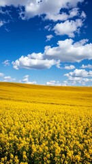 Fototapeta premium Sunny field of flowers under a partly cloudy sky