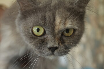 close up portrait of a cat