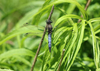 Gro&szlig;er Blaupfeil - Black-tailed Skimmer