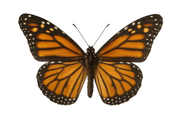 Fototapeta premium Monarch butterfly showing wings with transparent background