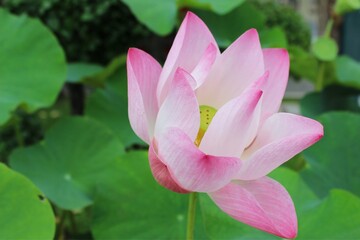 Pink Lotus Flower in Full Bloom with Green Leaves Background – Natural Symbol of Serenity and Spiritual Growth