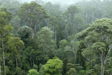 Lush green rainforest canopy (2)
