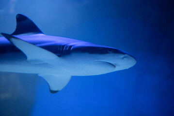 Threatening shark in the aquarium. Shark close-up. 
