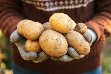 Organic potato harvest in garden. Farmer hands in gloves harvesting freshly harvested yellow dirty potatoes on sun in sunlight close up macro