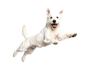 Obraz premium white Jack Russell Terrier dog jumping isolated on white background