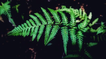 green fern leaf