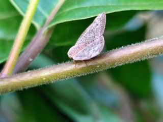 A planthopper perched on greenery, with detailed textured wings and small, well-defined eyes.