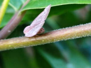 A planthopper perched on greenery, with detailed textured wings and small, well-defined eyes.