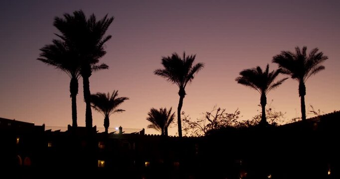 Palm trees against a sunset background | 4K,12 Bit Video