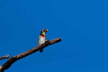 A vibrant coppersmith barbet perched on a weathered tree branch with mouth full of feeds, set against a beautiful, softly blue sky background.