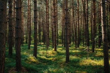 Fototapeta premium Pine forest nature outdoors woodland.