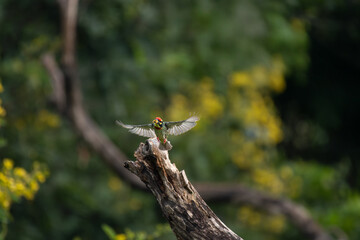 A vibrant coppersmith on mid flight with wide opening its wing near a weathered tree branch, set against a beautiful, softly blurred background of green foliage and yellow blooms.