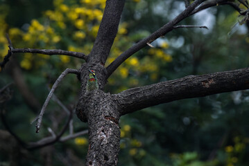 A vibrant coppersmith barbet perched on a weathered tree branch, set against a beautiful, softly blurred background of green foliage and yellow blooms.