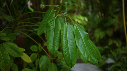 Lush green foliage with elongated leaves outdoors in natural setting in spain creates vibrant botanical atmosphere