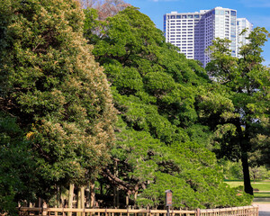 灼熱の都心散歩　浜離宮恩賜庭園
