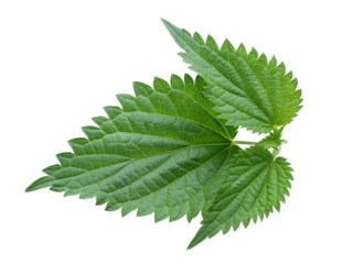 Green nettle leaf isolated on a transparent background