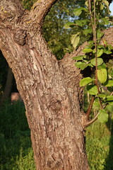 Kora starego drzewa owocowego z konarami i liśćmi