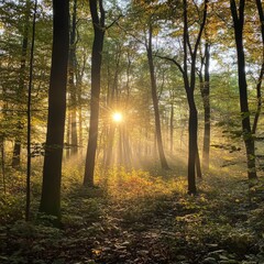 Obraz premium Sunny morning in the forest