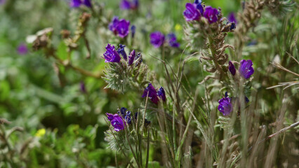 Vibrant purple echium plant, commonly known as viper's bugloss, blooms in sunny torrevieja, spain, thriving in outdoor, natural, and wild settings, showcasing mediterranean flora.
