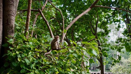 Monkey in a tree