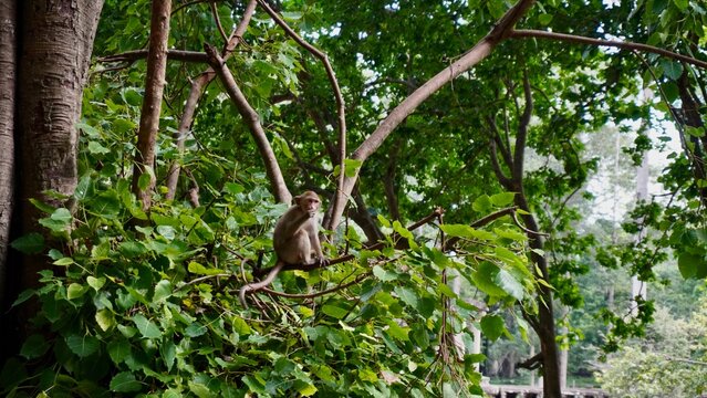 Monkey in a tree